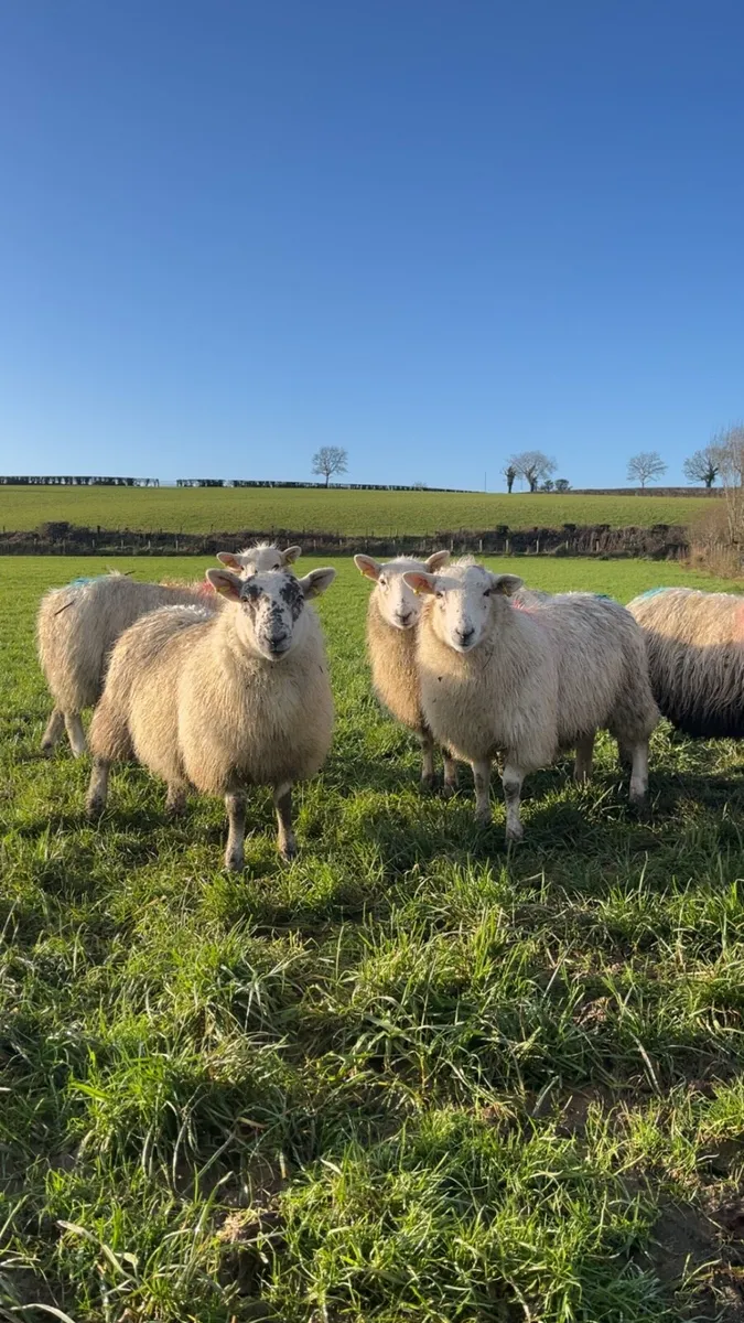 Ewe Lambs - Image 1