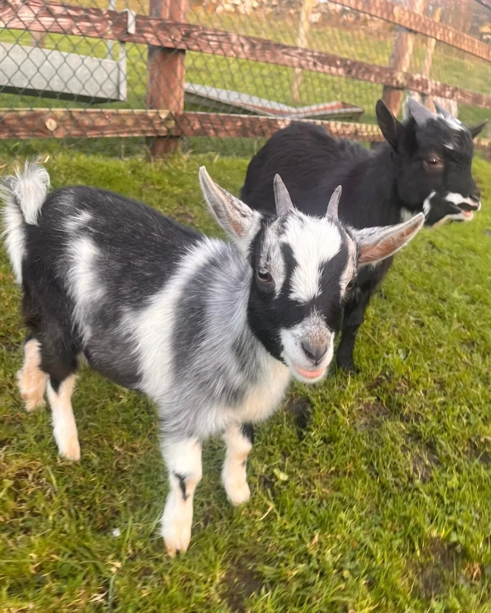 Twin Pygmy Goat Kids - Image 1