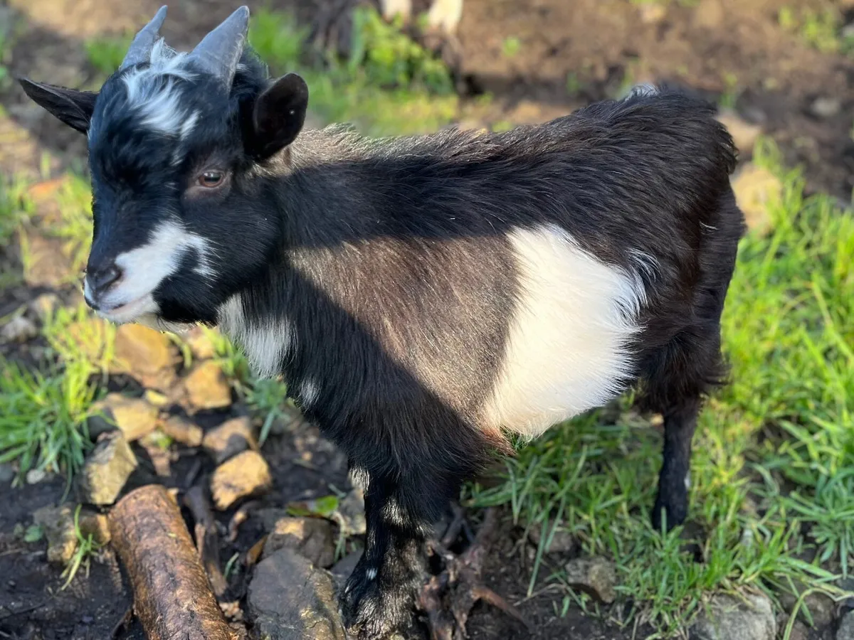 Twin Pygmy Goat Kids - Image 2