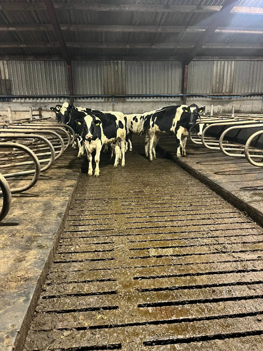 14 Bulling heifers for sale - Image 4