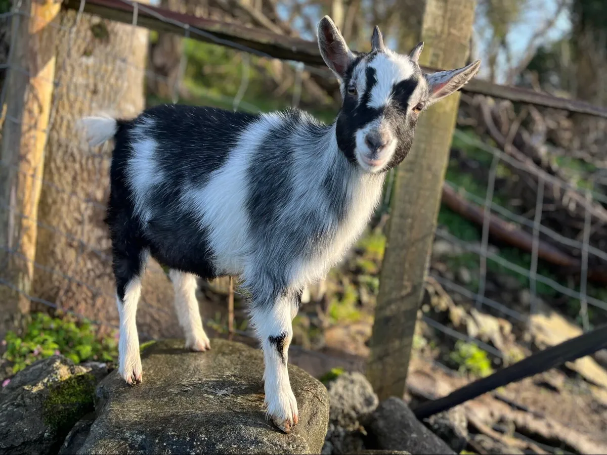Twin Pygmy Goat Kids - Image 3