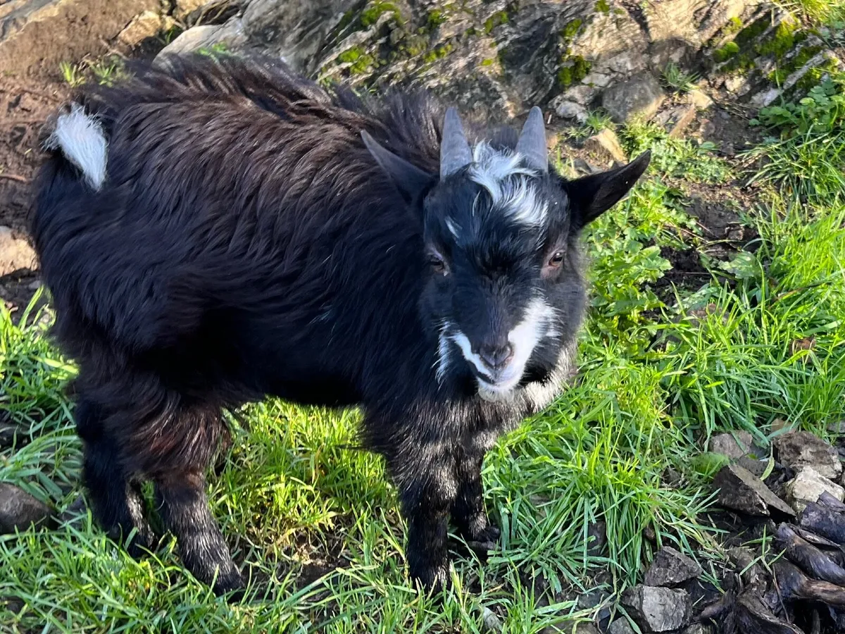 Twin Pygmy Goat Kids - Image 4