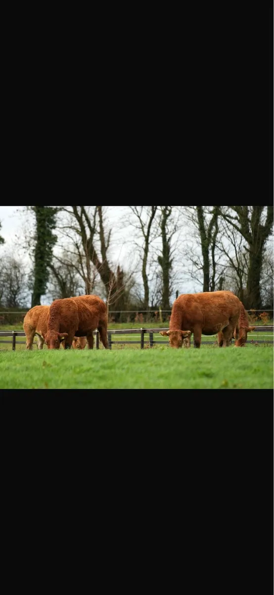 Springing heifers, - Image 2
