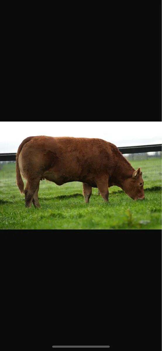 Springing heifers, - Image 1