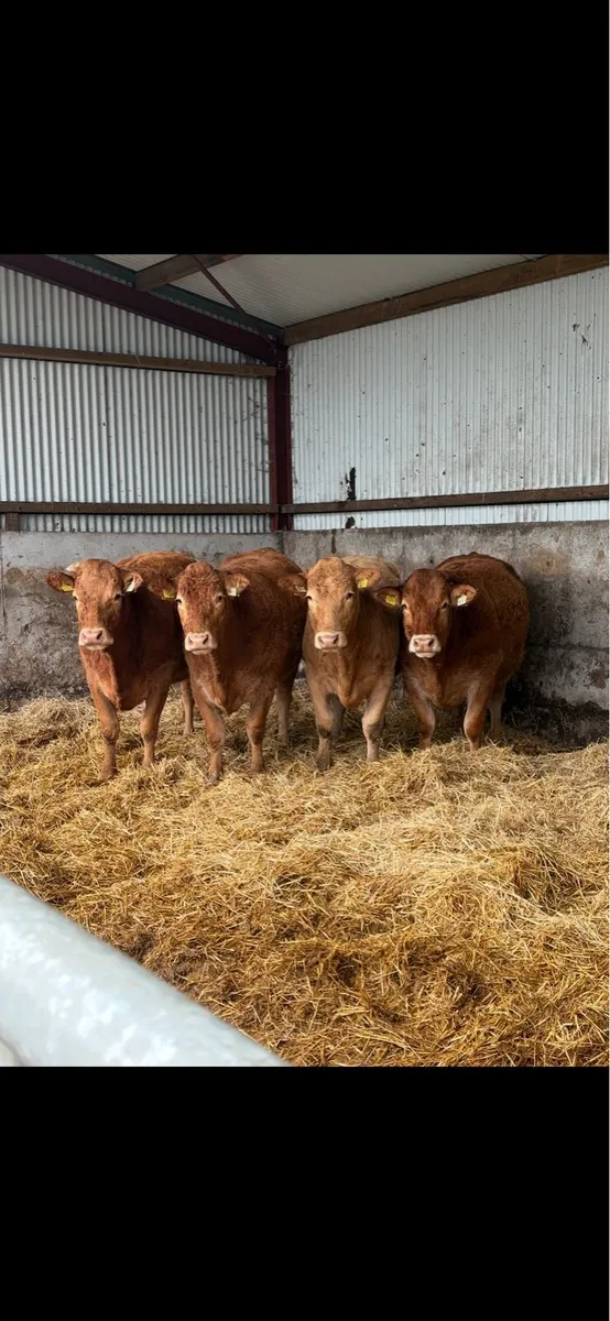 Springing heifers, - Image 3