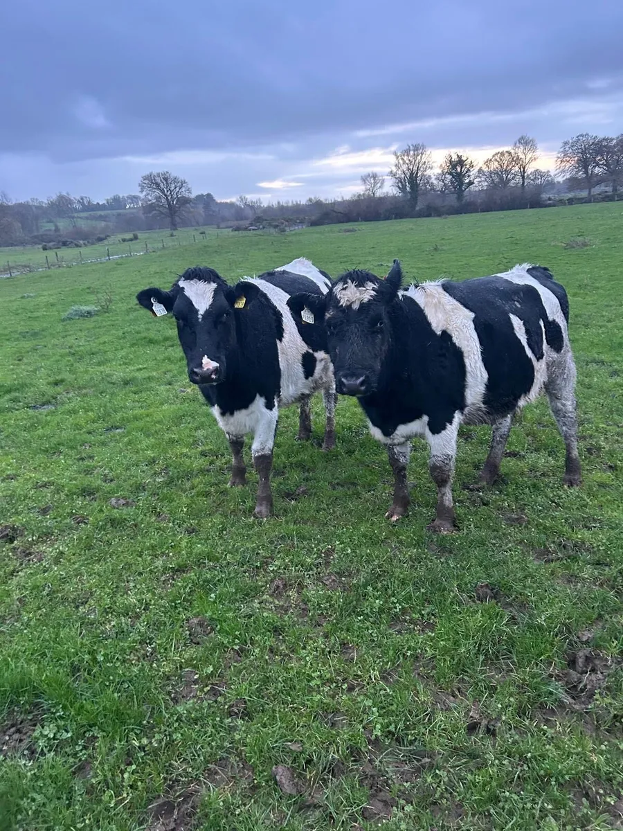 In calf heifers - Image 1