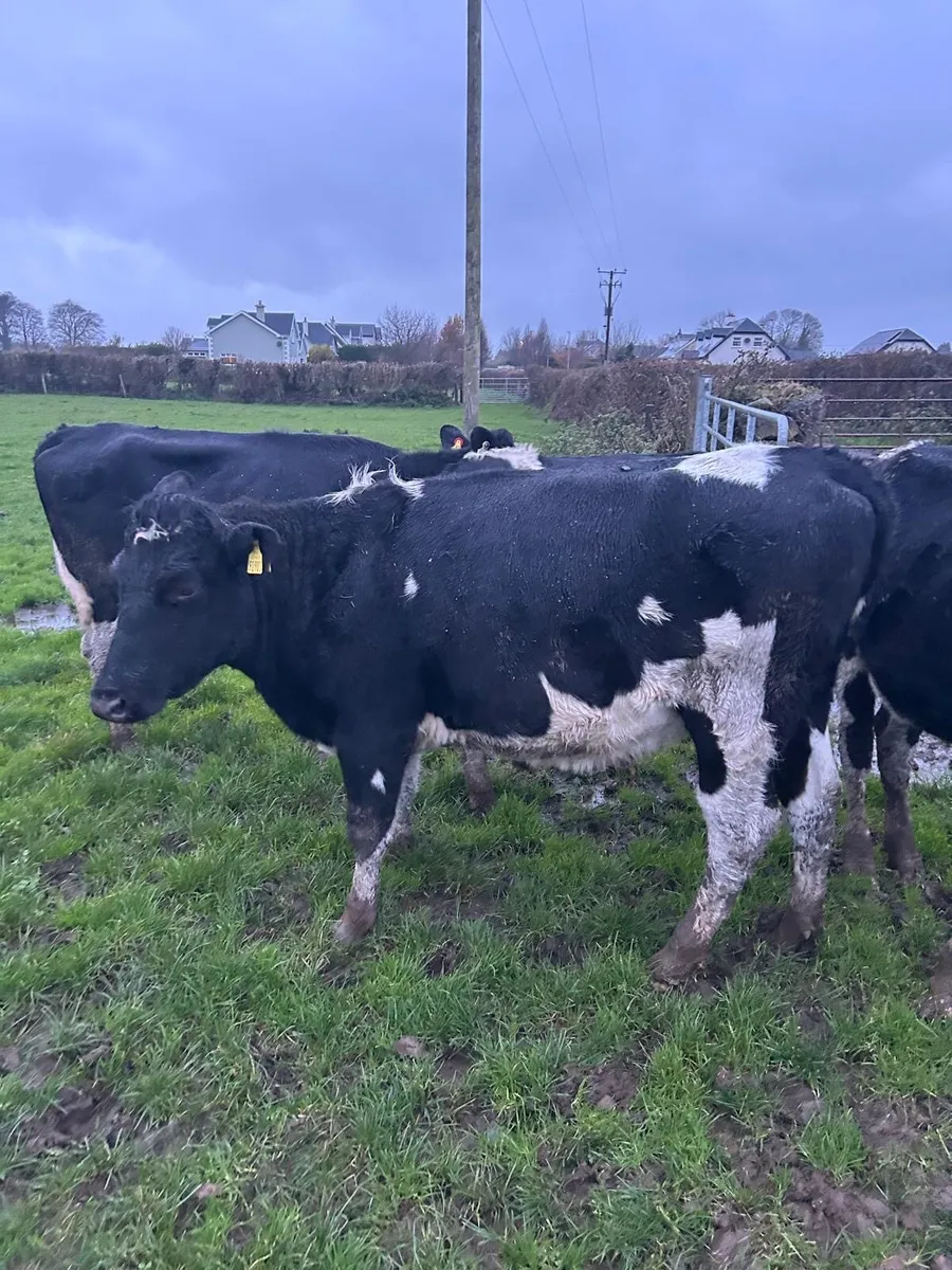 In calf heifers - Image 2