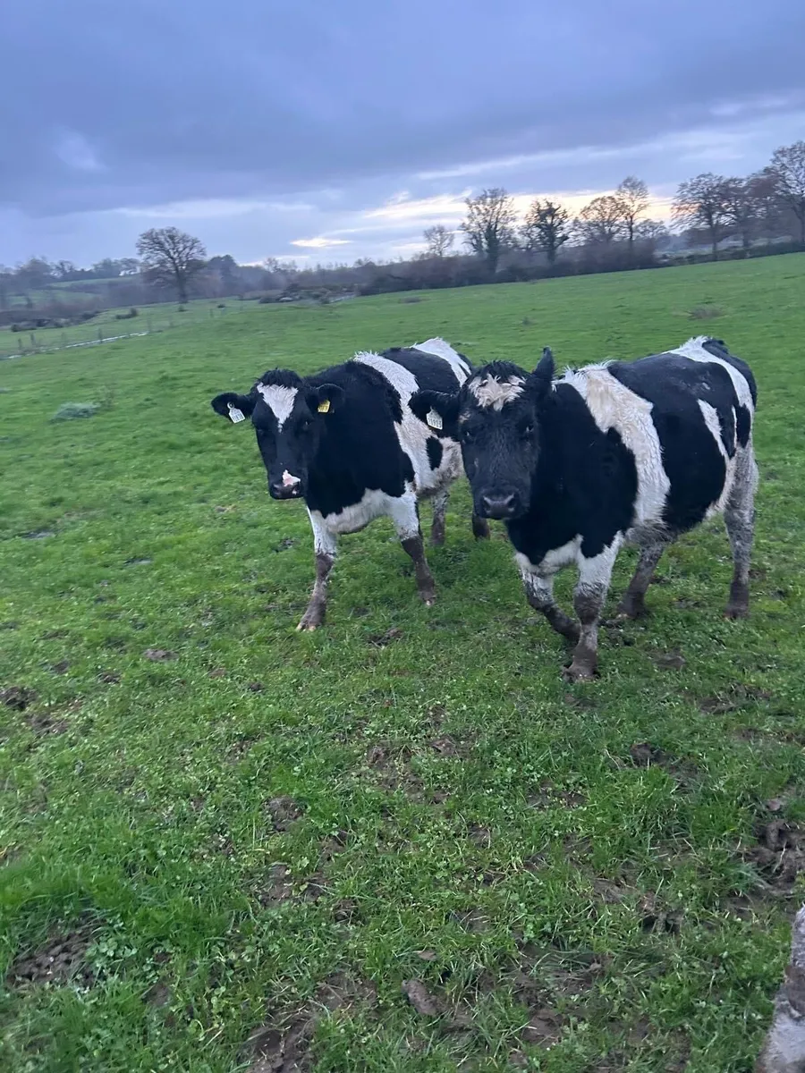 In calf heifers - Image 3