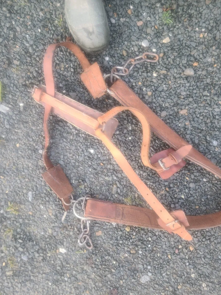 Donkey Harness - Image 1