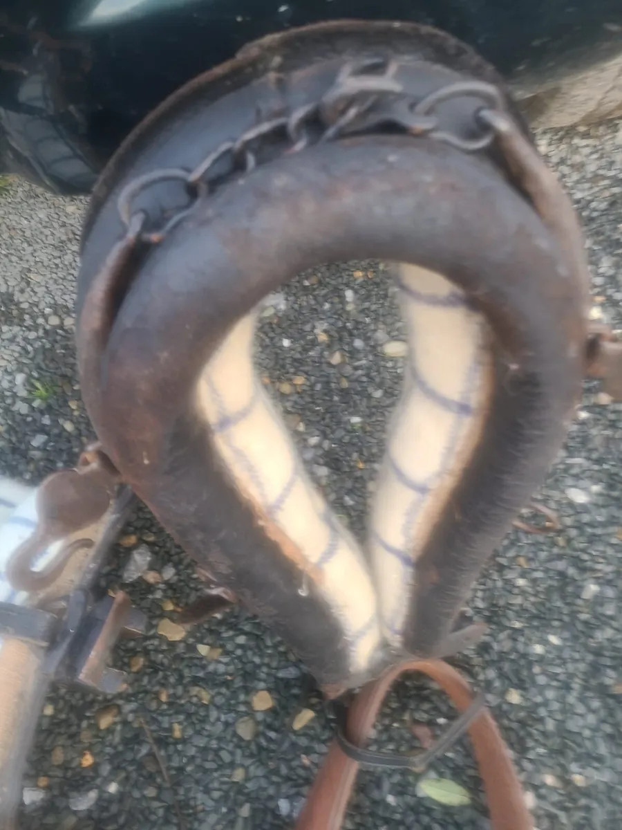 Donkey Harness - Image 3