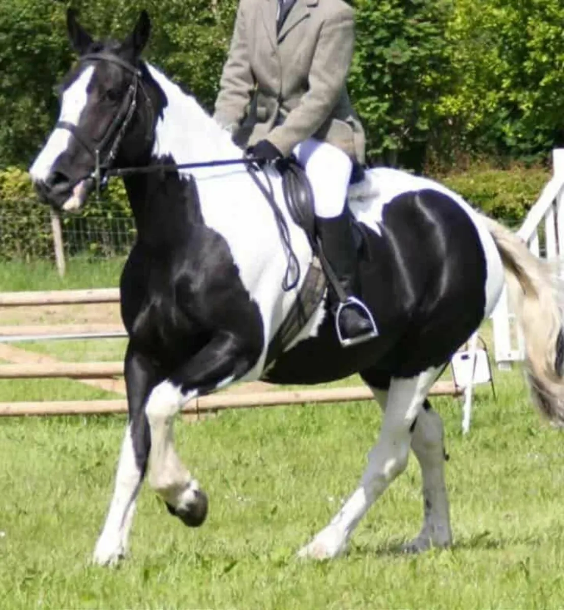 Horse cob pony hunt xc - Image 1