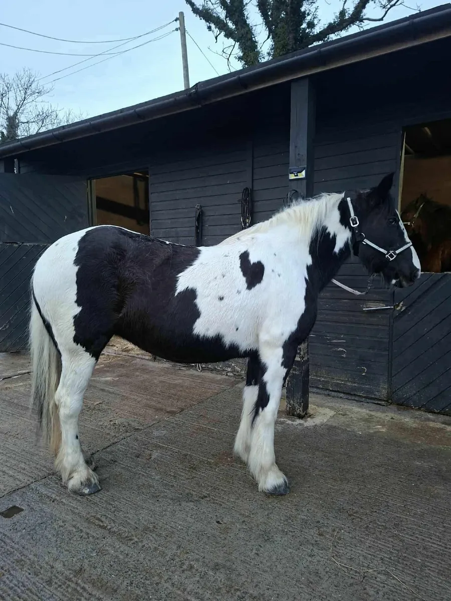 Horse cob pony hunt xc - Image 2