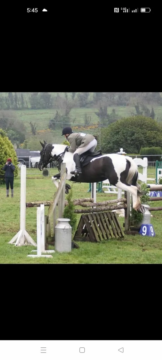 Horse cob pony hunt xc - Image 3