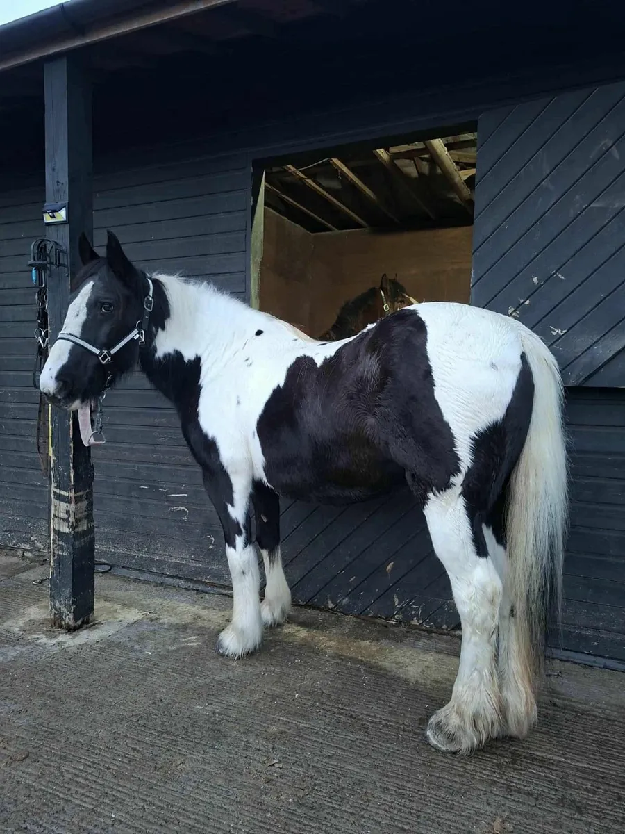 Horse cob pony hunt xc - Image 4