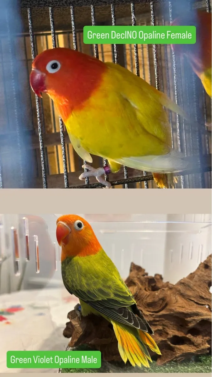 Opaline Fischer Lovebird! - Image 2