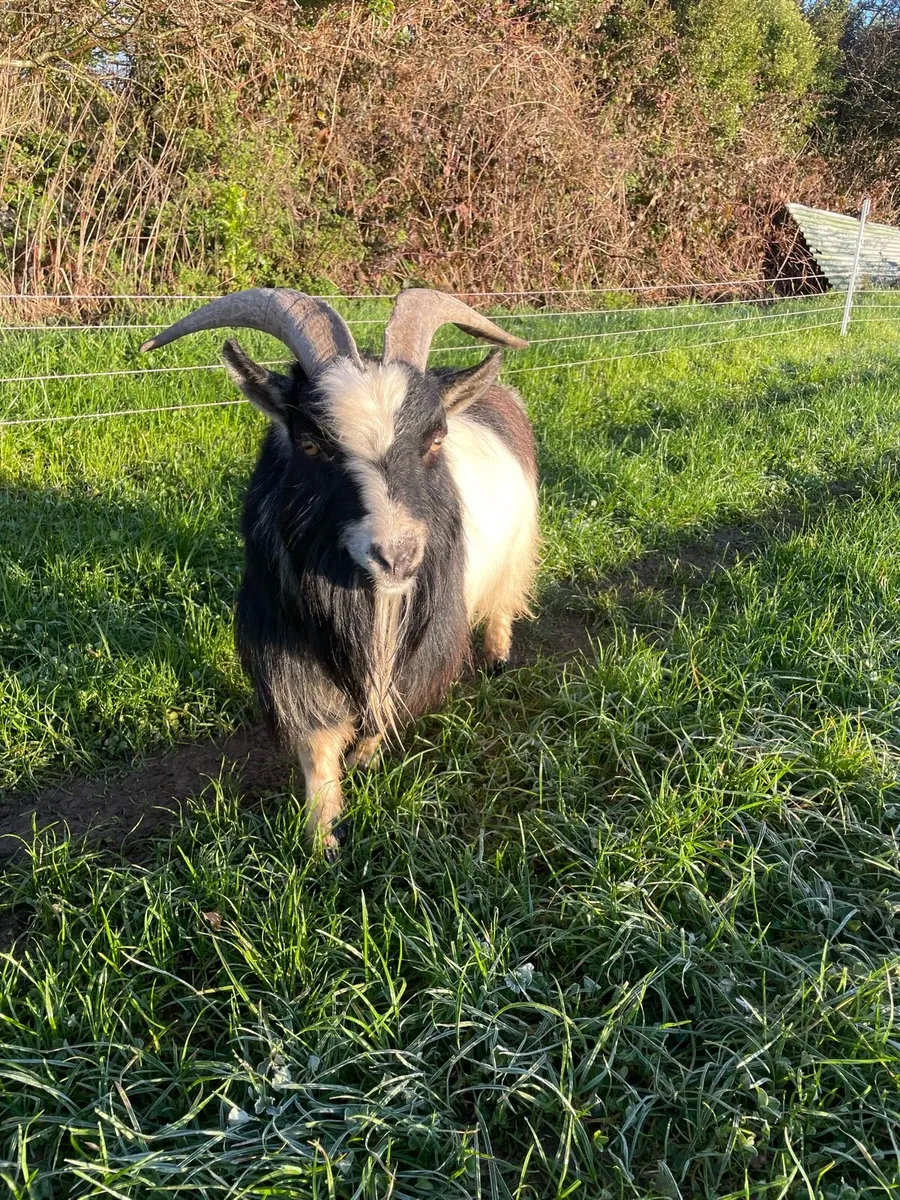 Pygmy goats grown and kids - Image 1