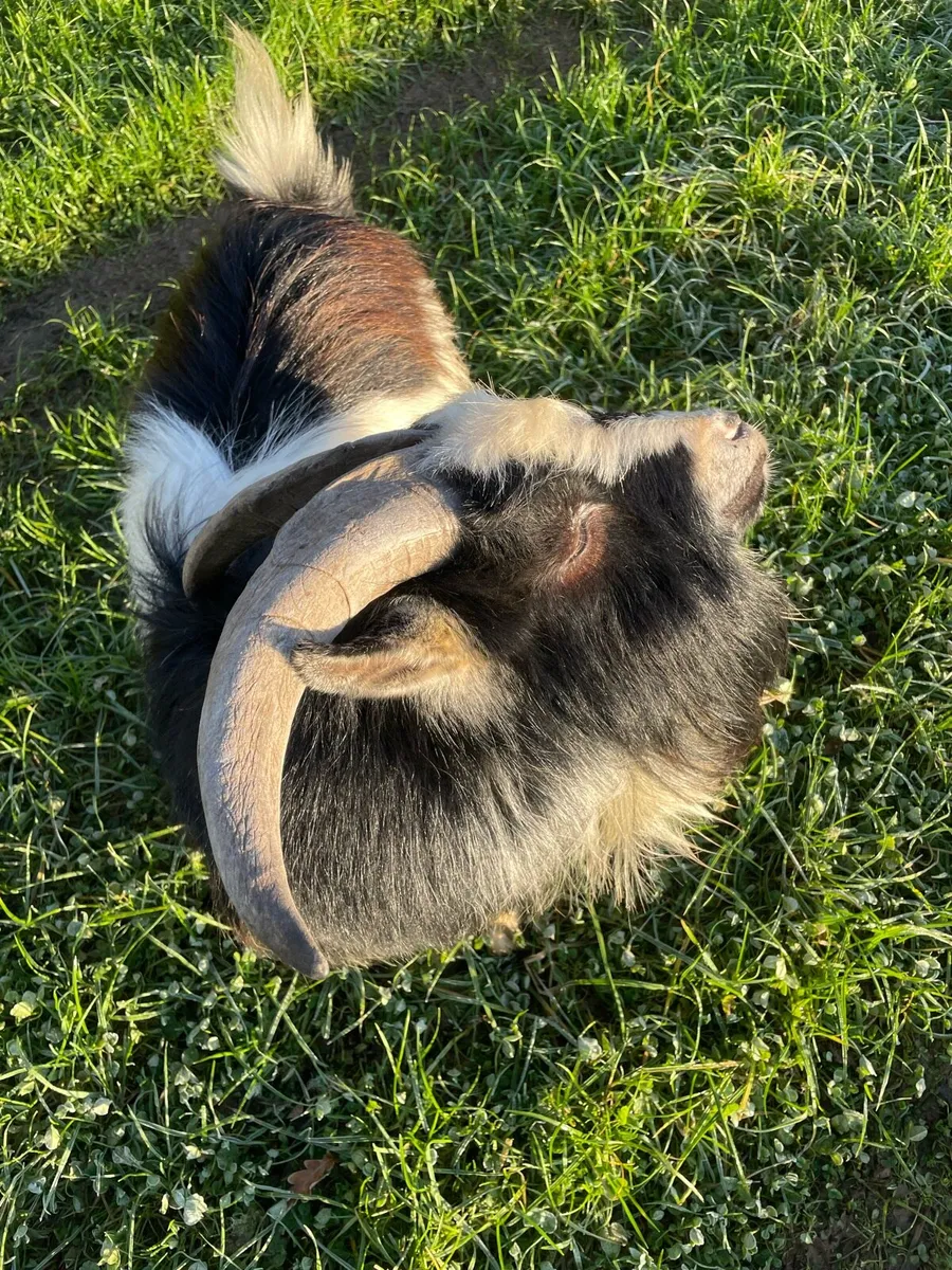 Pygmy goats grown and kids - Image 2