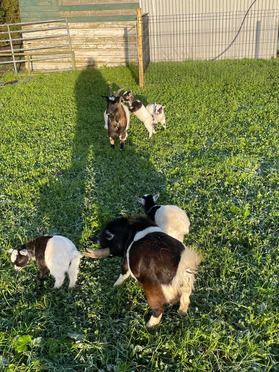 Pygmy goats grown and kids - Image 3