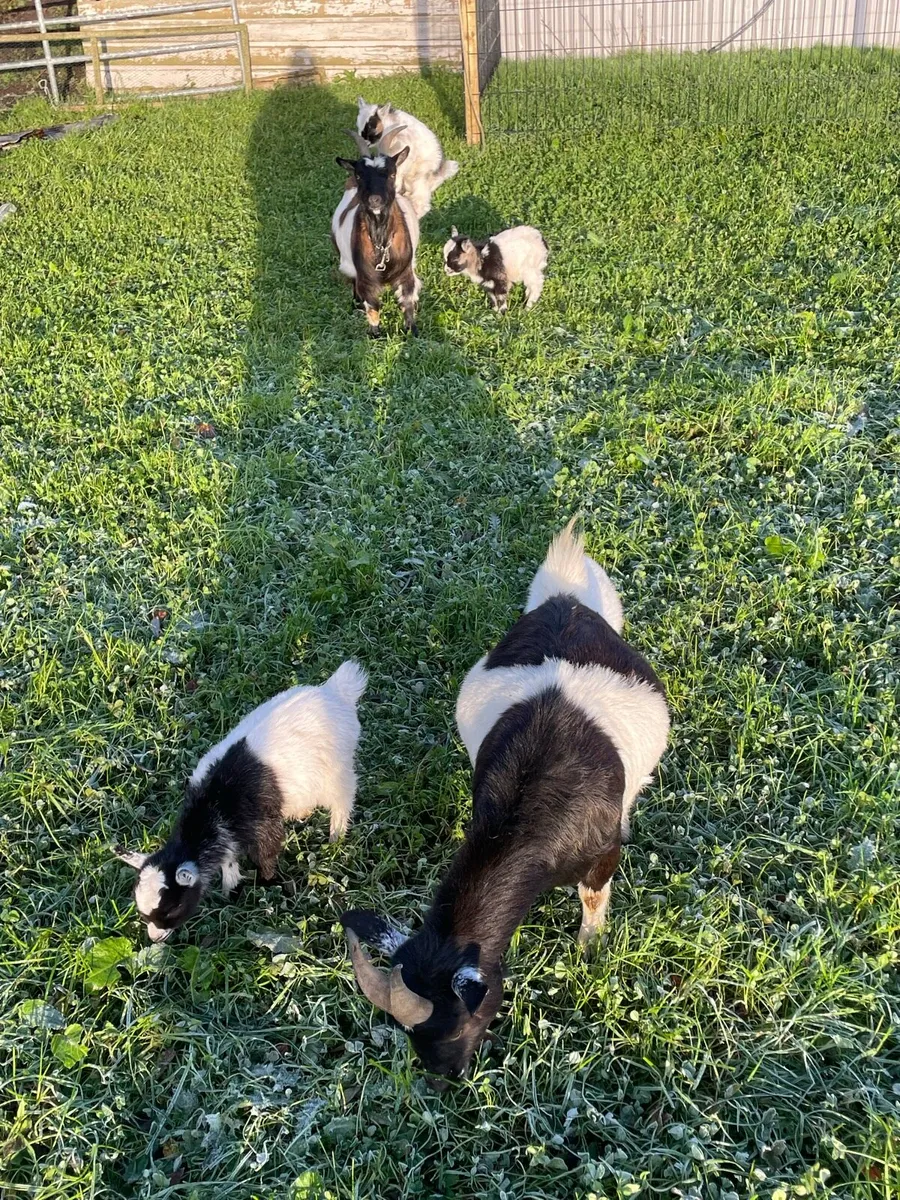 Pygmy goats grown and kids - Image 4