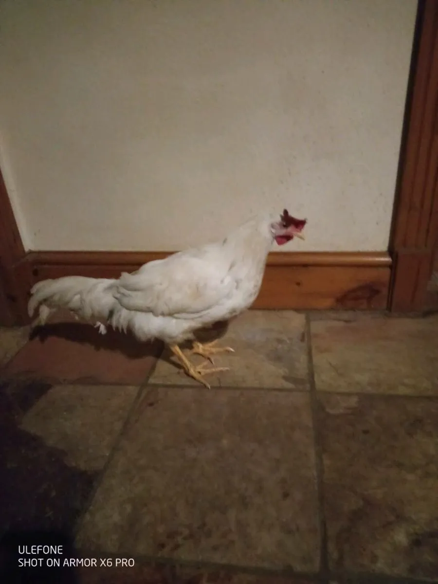 Chick's Drake's and Roosters. - Image 1