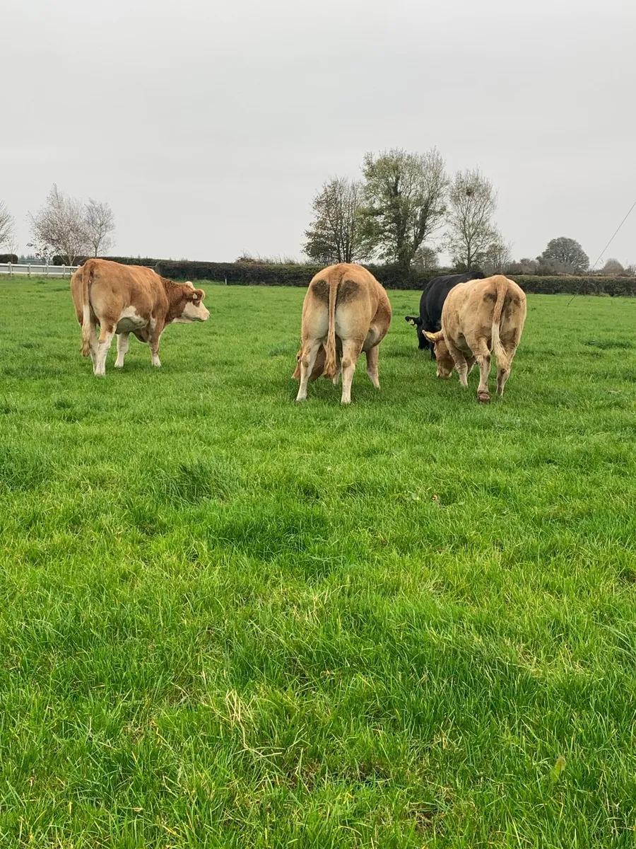 ⭐️Top Quality Springers ⭐️ - Image 3