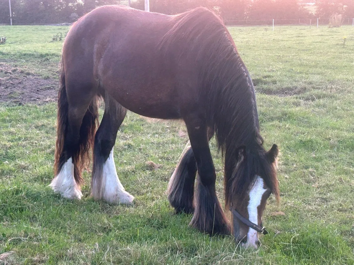 2year old filly - Image 1