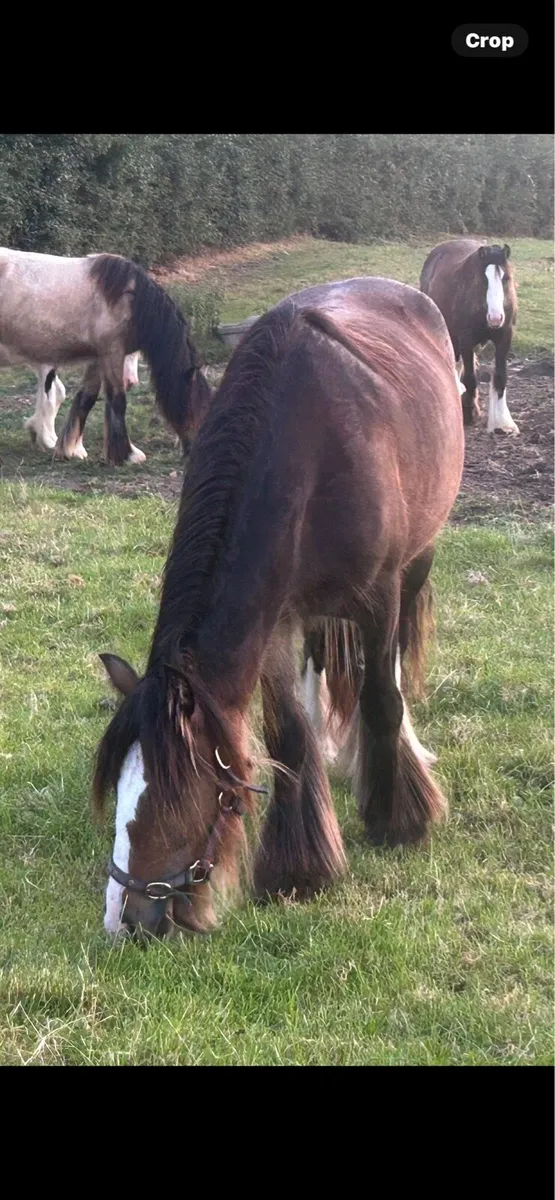 2year old filly - Image 2