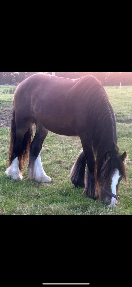 2year old filly - Image 3