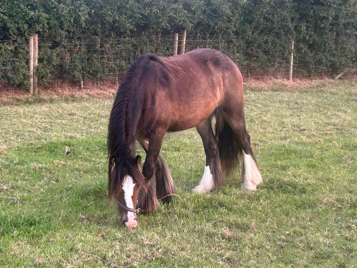 2year old filly - Image 4