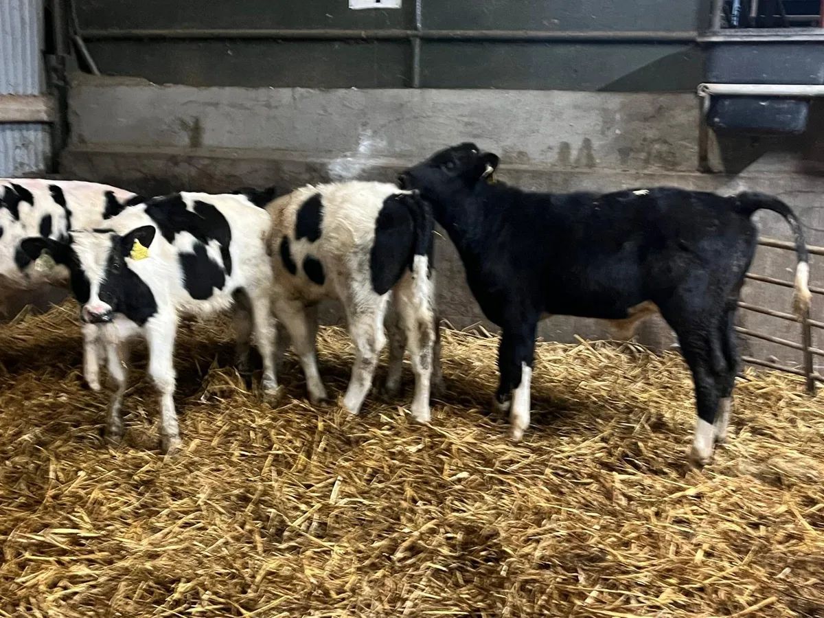 5 British Frisian  bull  weanlings - Image 1