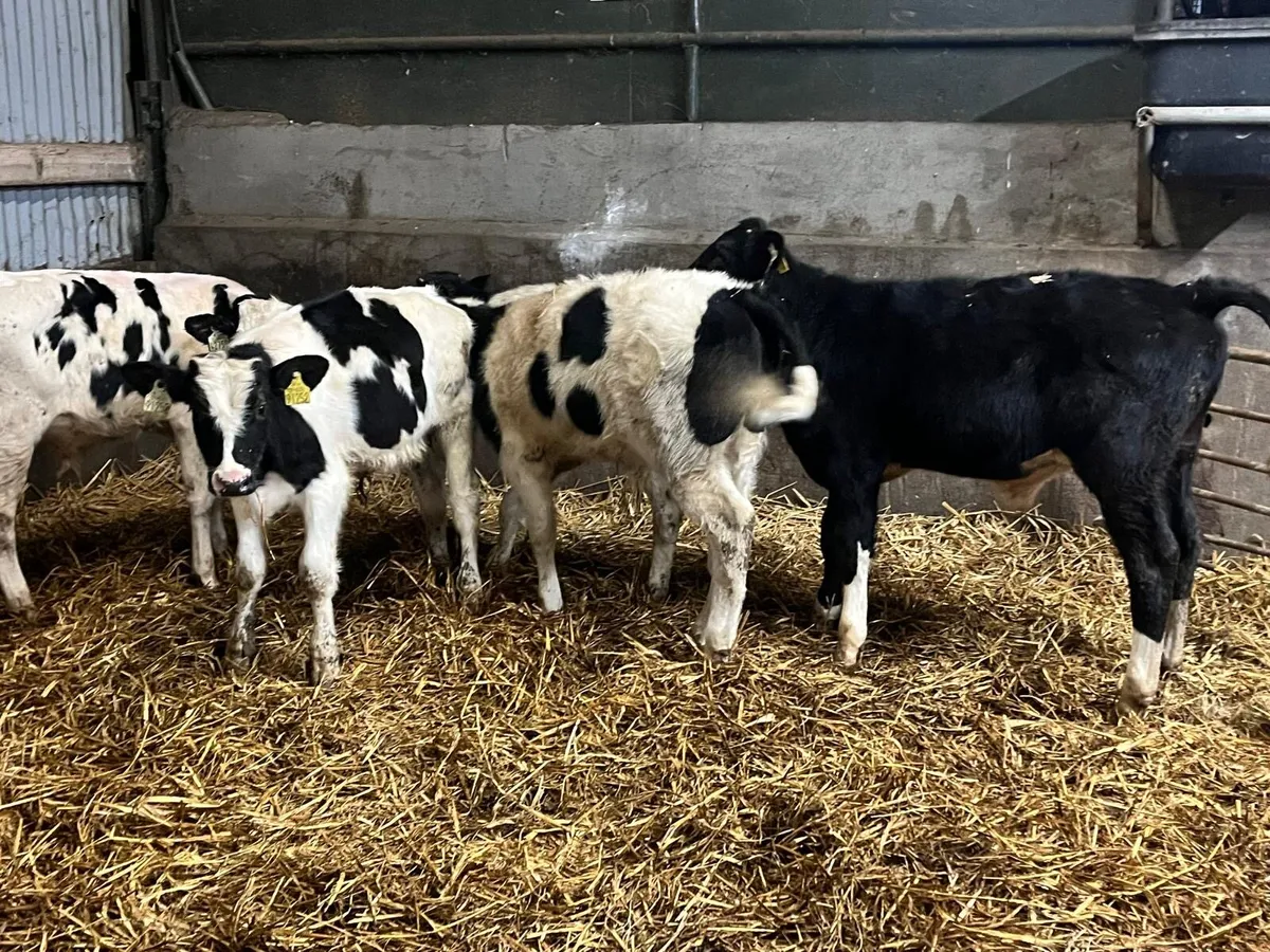 5 British Frisian  bull  weanlings - Image 2
