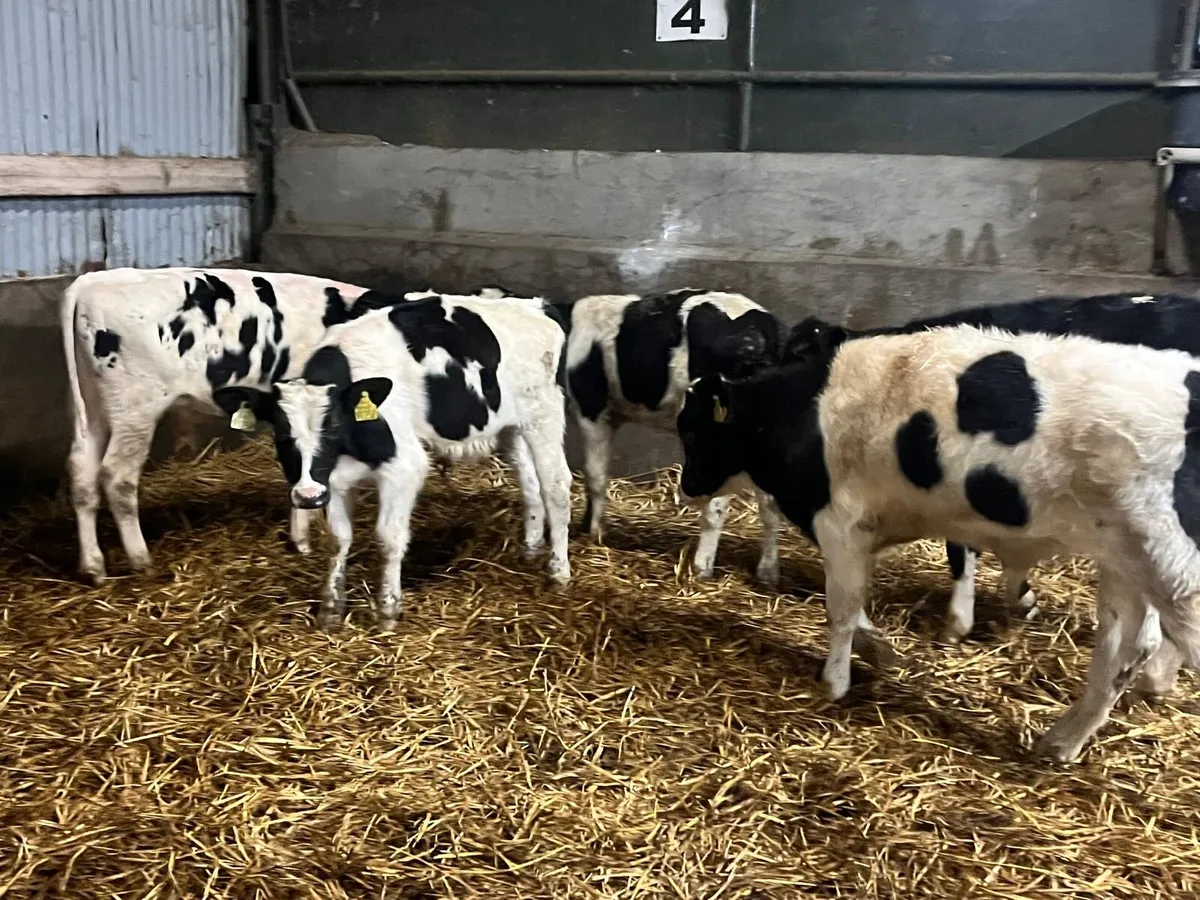 5 British Frisian  bull  weanlings - Image 3