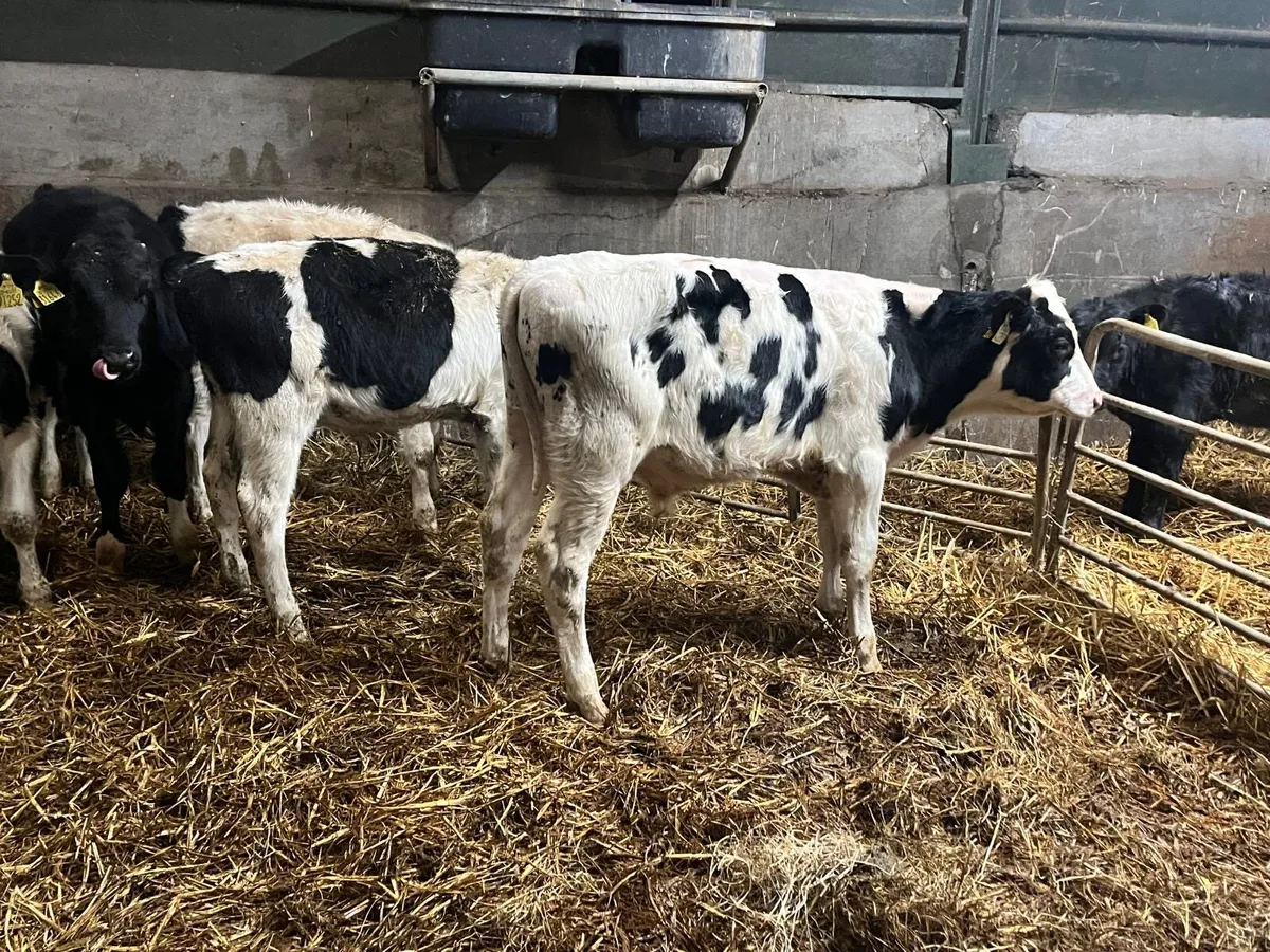 5 British Frisian  bull  weanlings - Image 4
