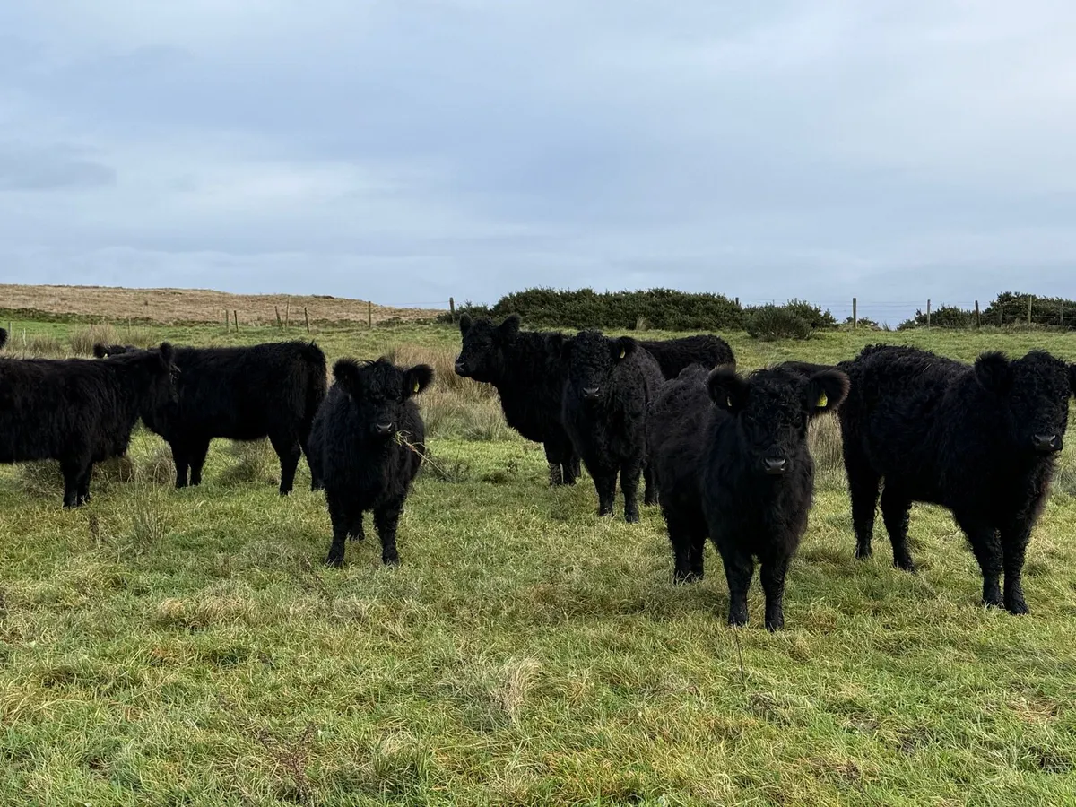 Galloway Heifers - Image 1