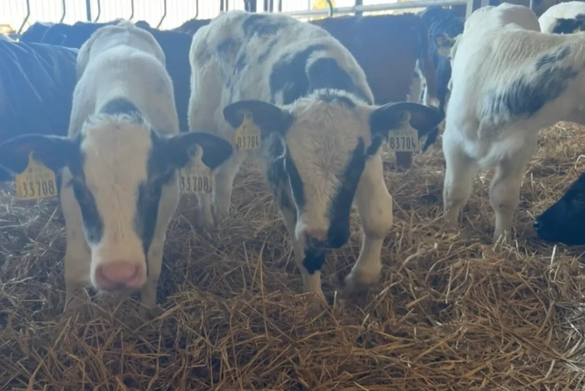 11 super BB bull calves - Image 4