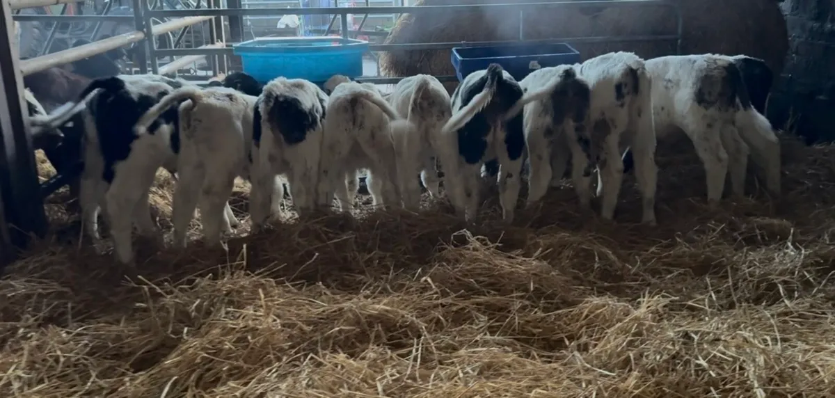 11 super BB bull calves - Image 1
