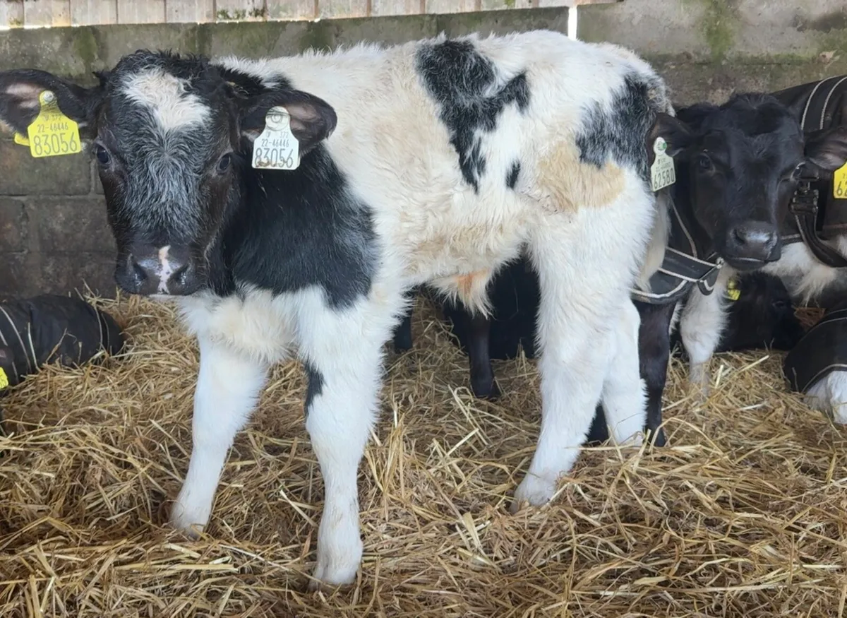 11 super BB bull calves - Image 3