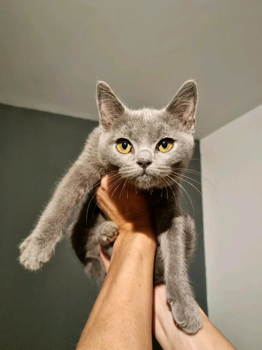 British Shorthair x Burmilla - Image 1