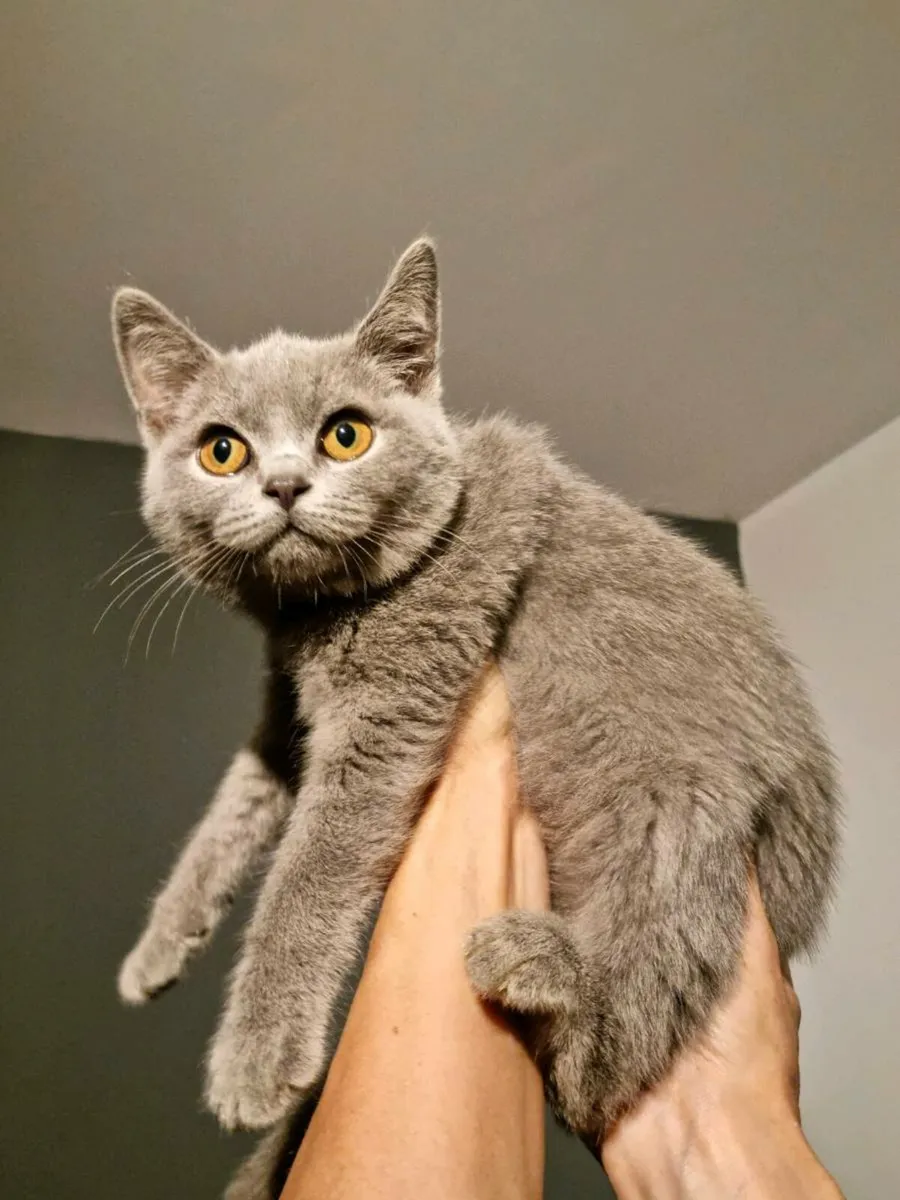 British Shorthair x Burmilla - Image 2