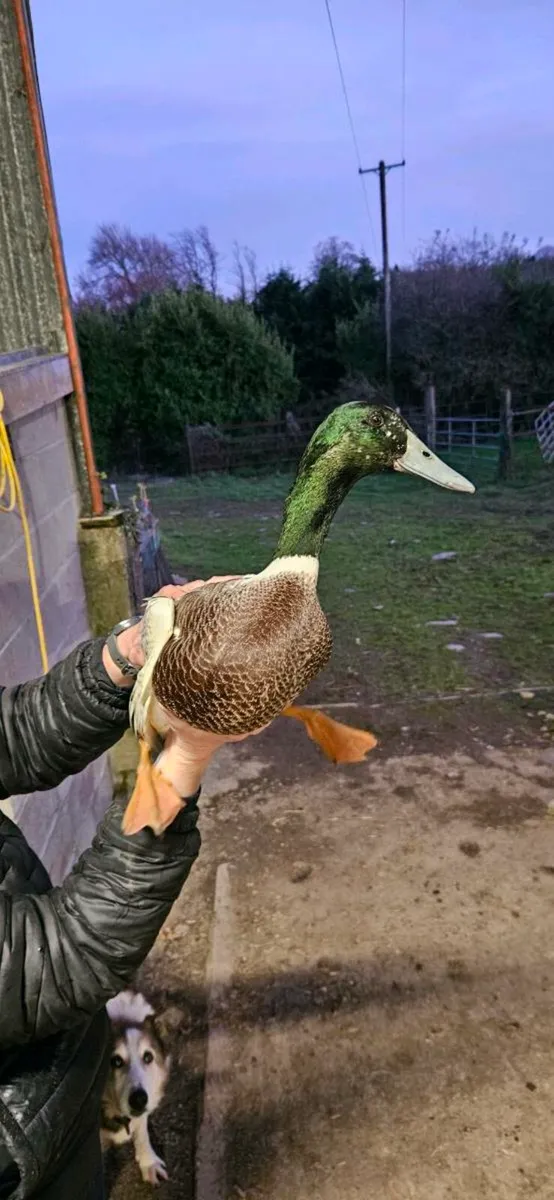 2 Drakes & Rooster - Image 1