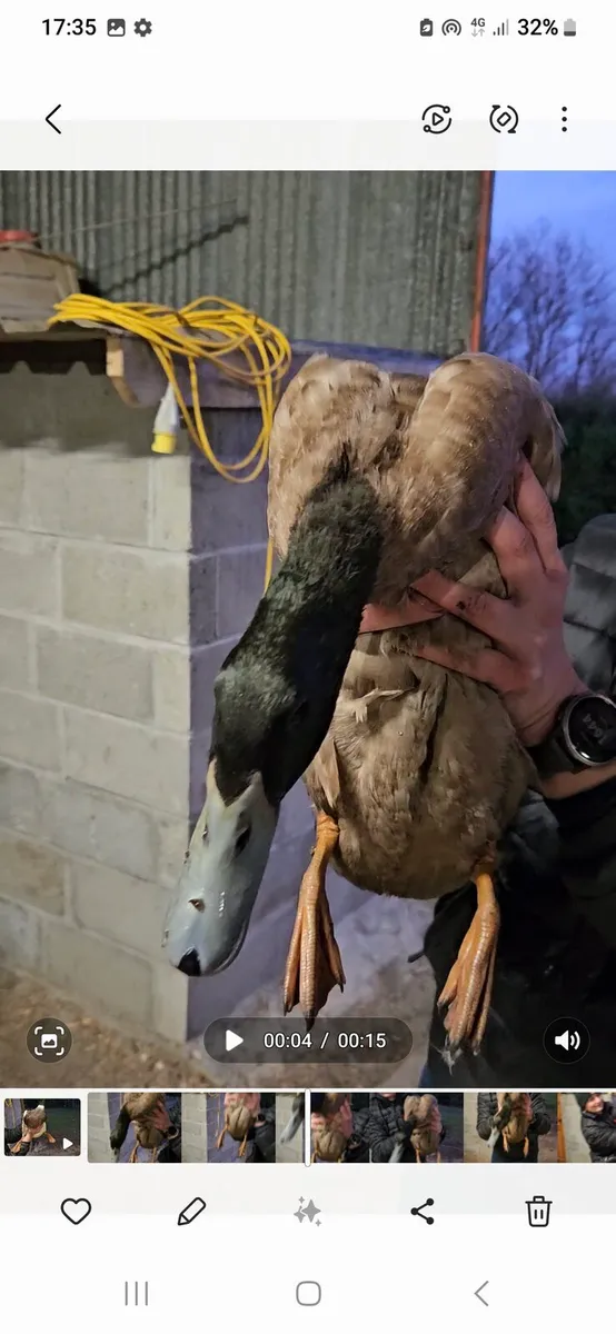 2 Drakes & Rooster - Image 2