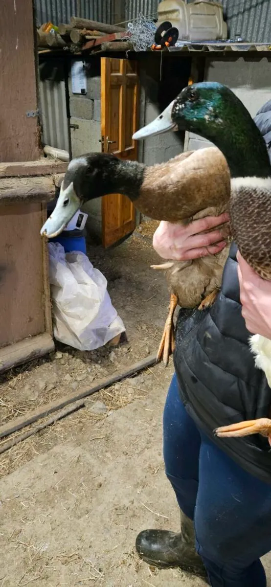 2 Drakes & Rooster - Image 3