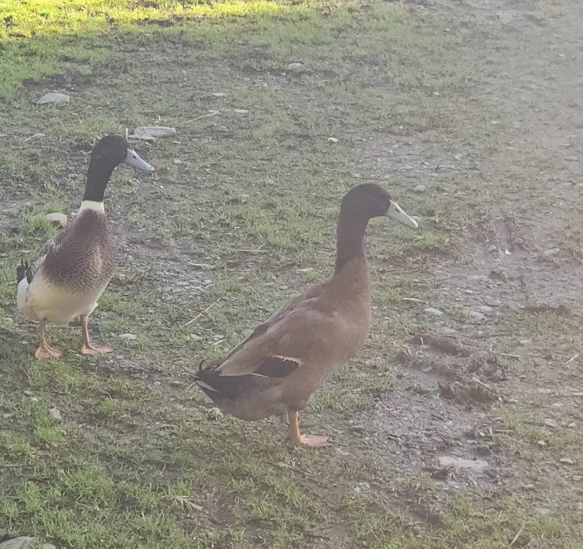 2 Drakes & Rooster - Image 4