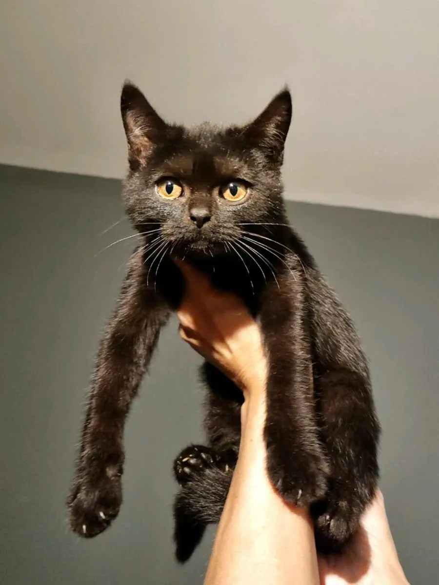 British Shorthair x Burmilla - Image 4