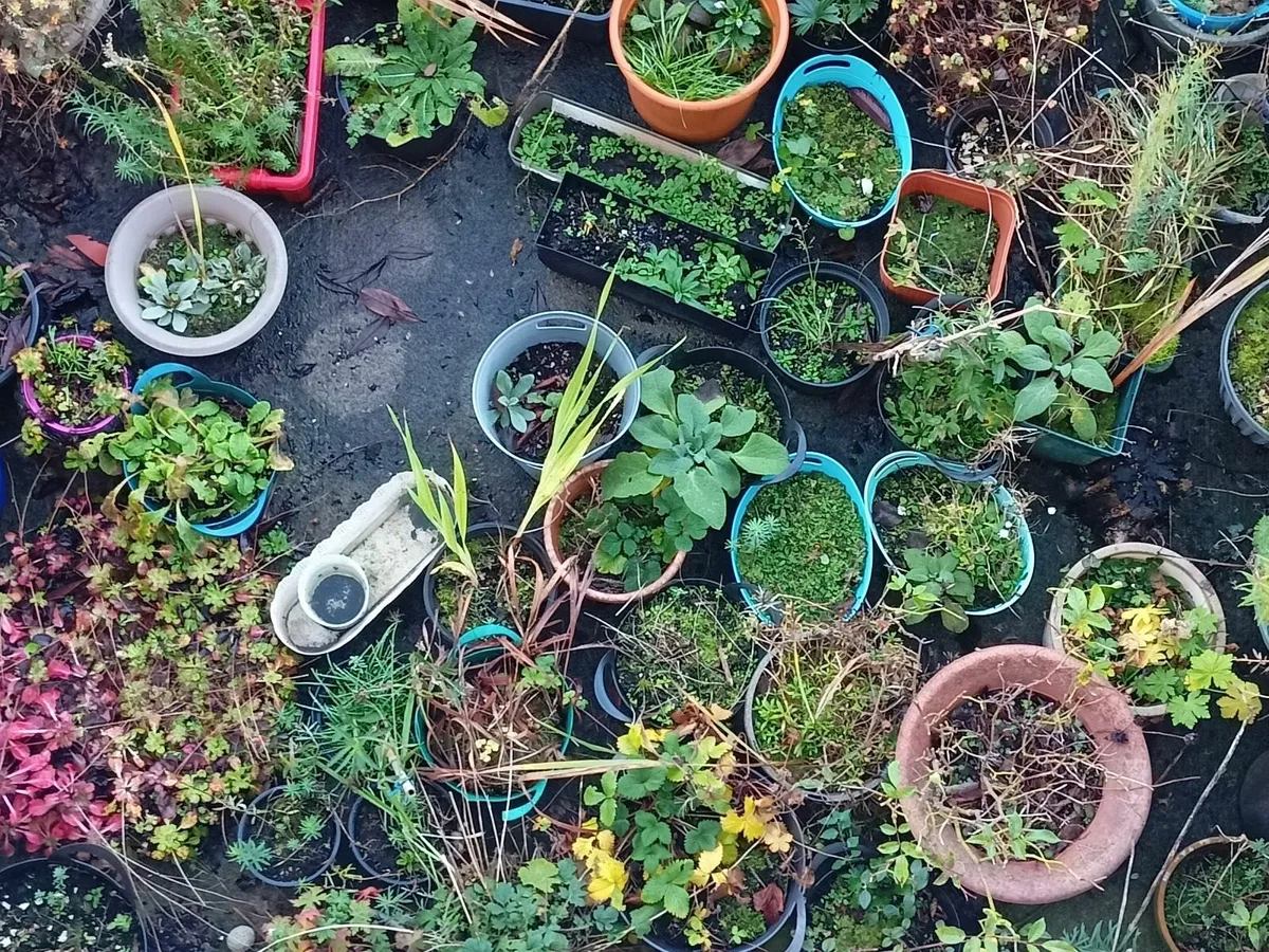 Free garden plants in pots - Image 1