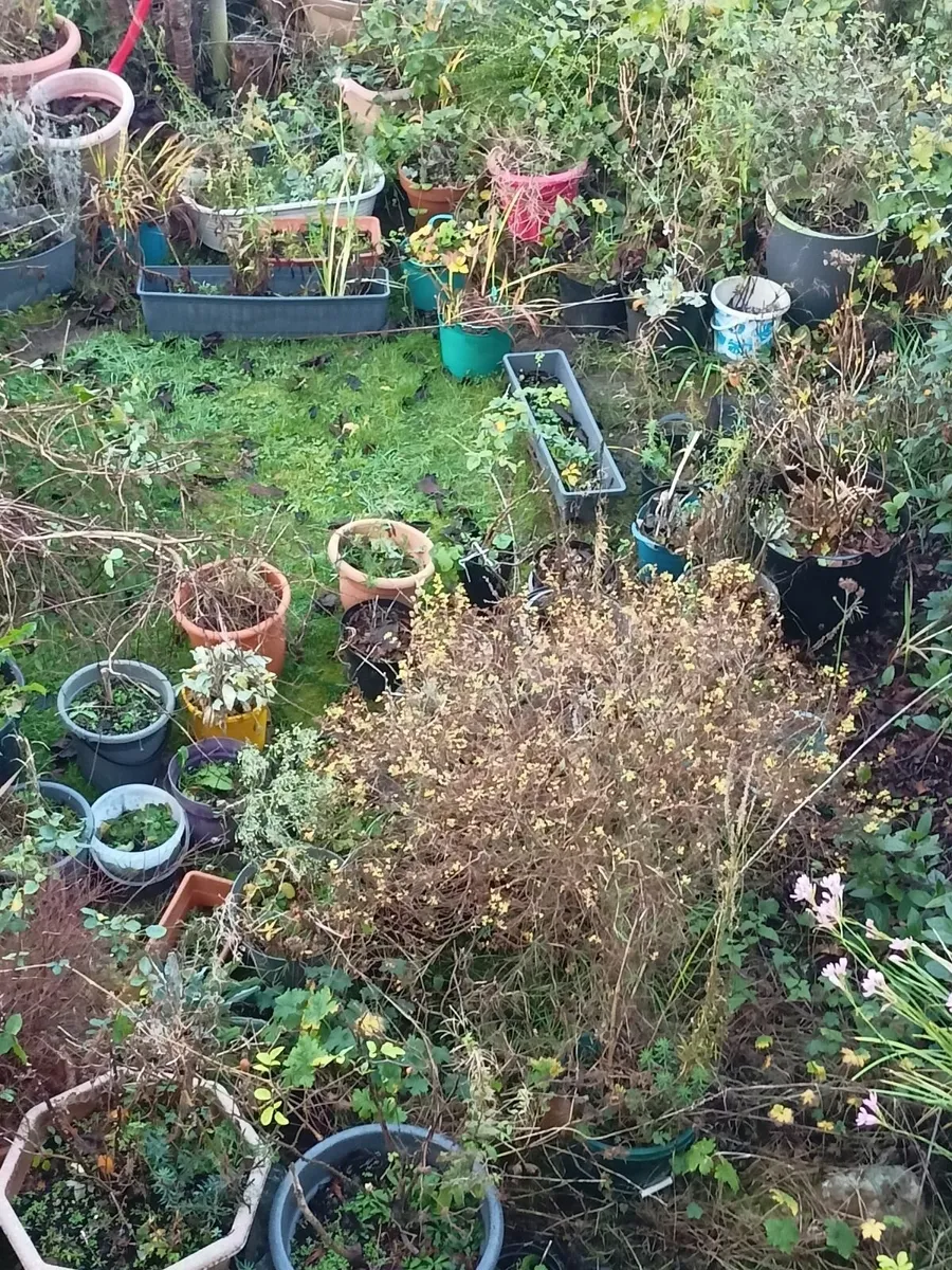 Free garden plants in pots - Image 2