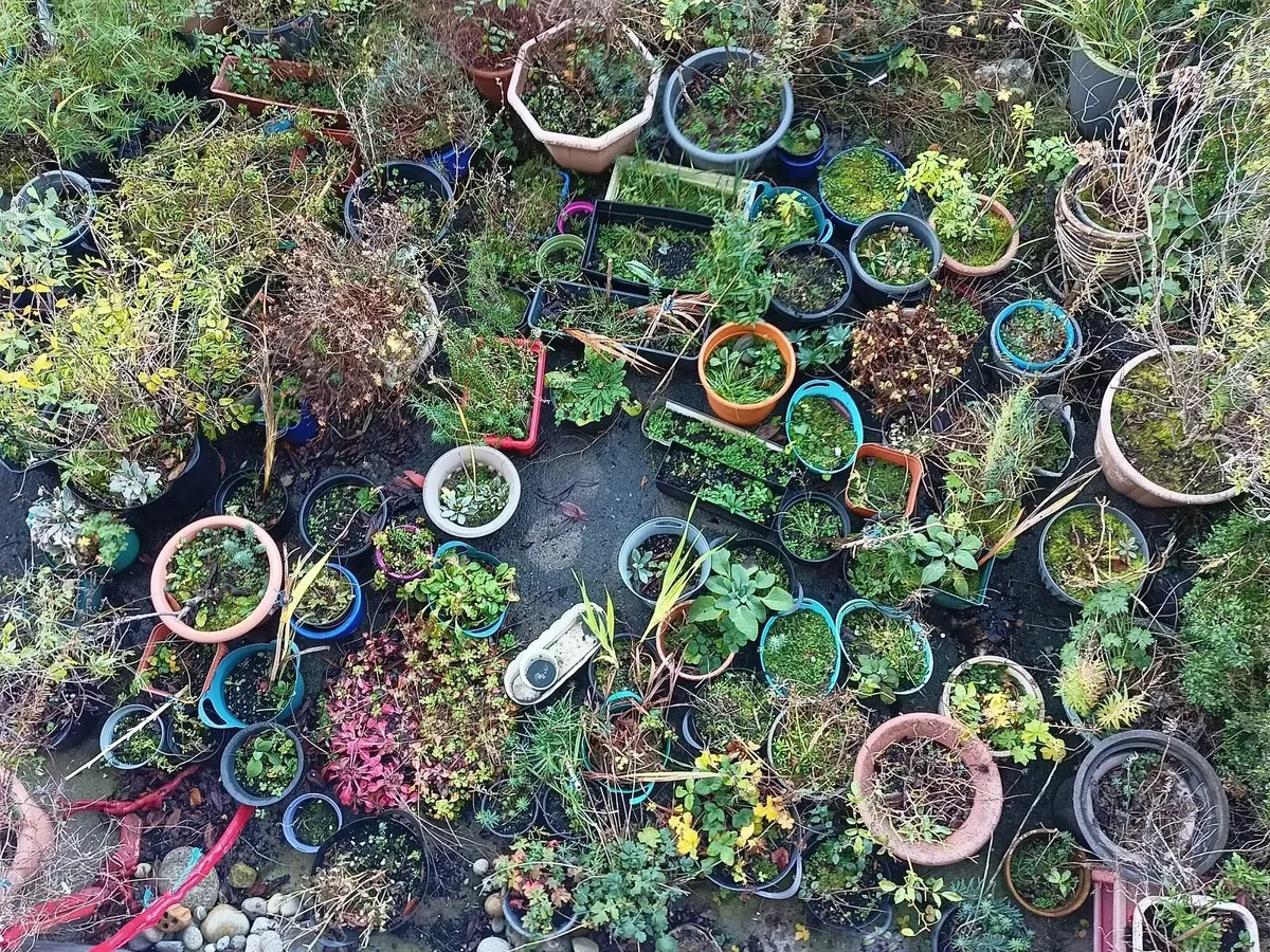 Free garden plants in pots - Image 3