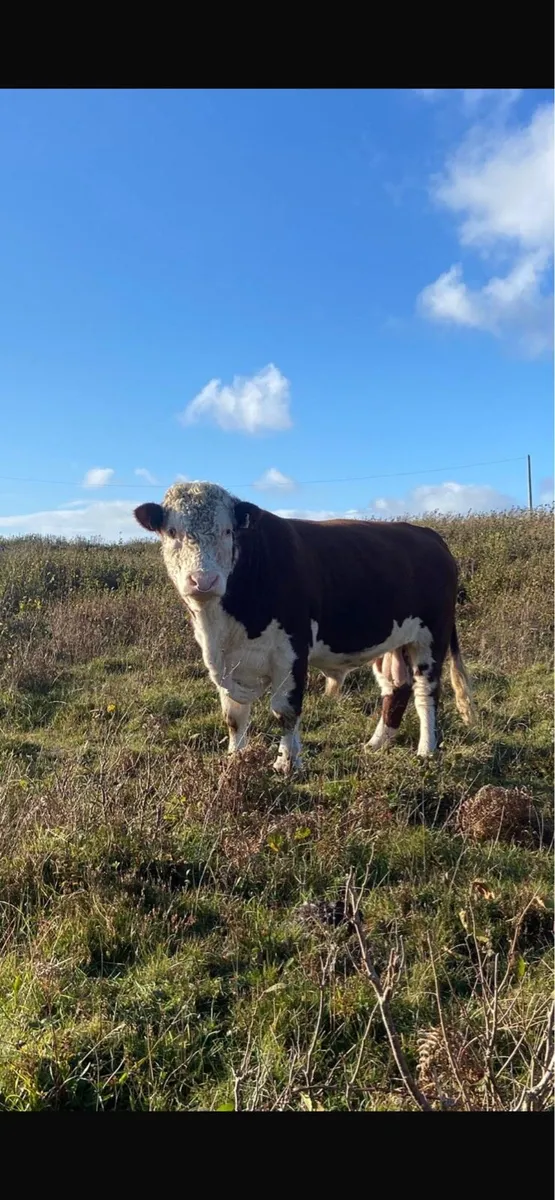 Hereford bull - Image 1