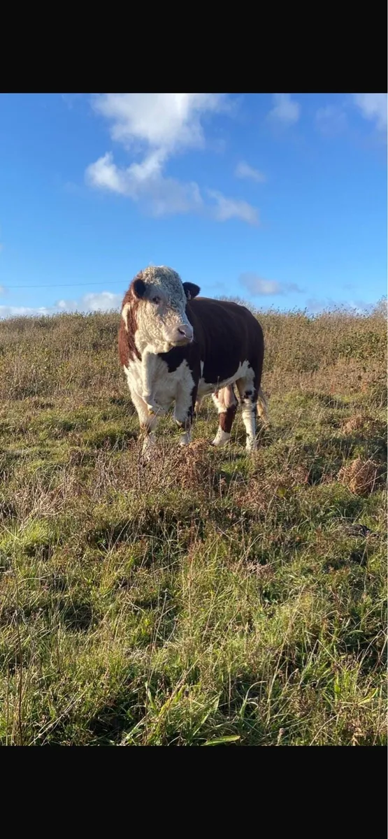 Hereford bull - Image 2