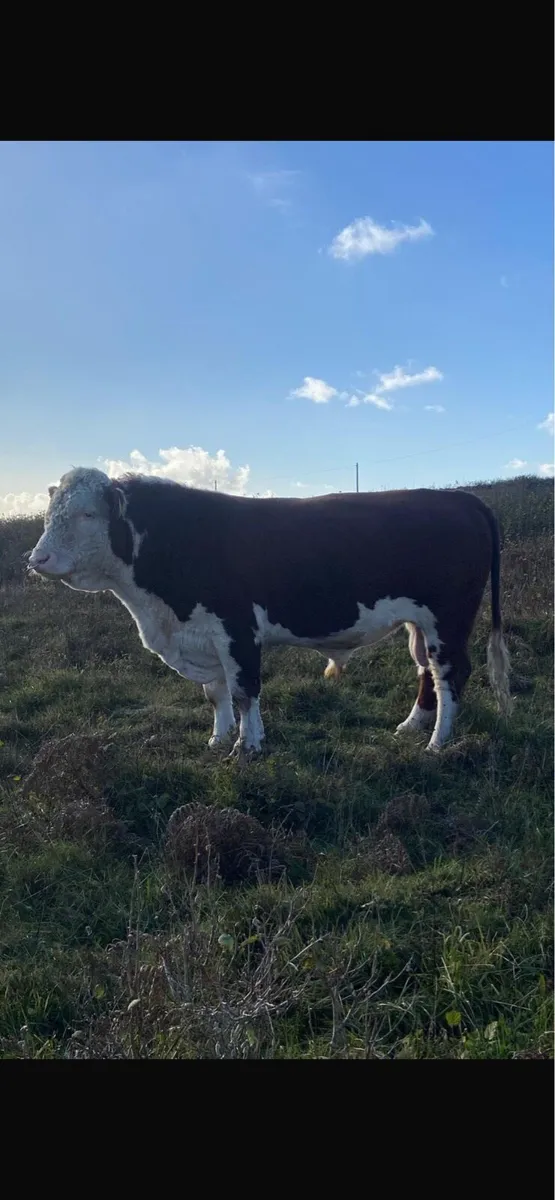 Hereford bull - Image 3